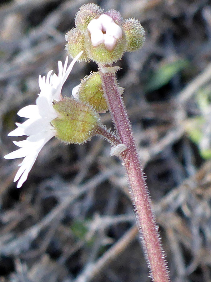 Hairy stem