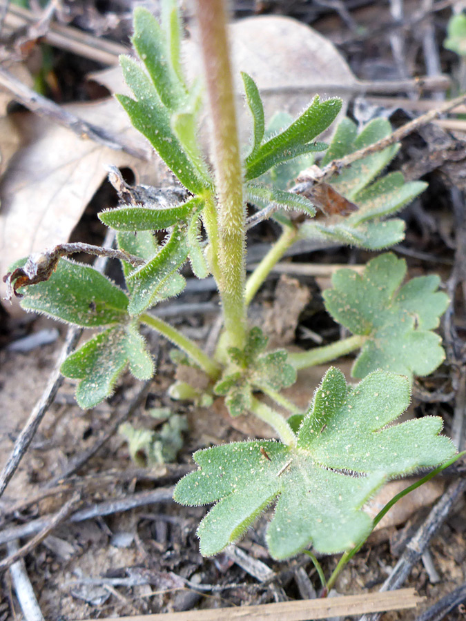 Basal leaves