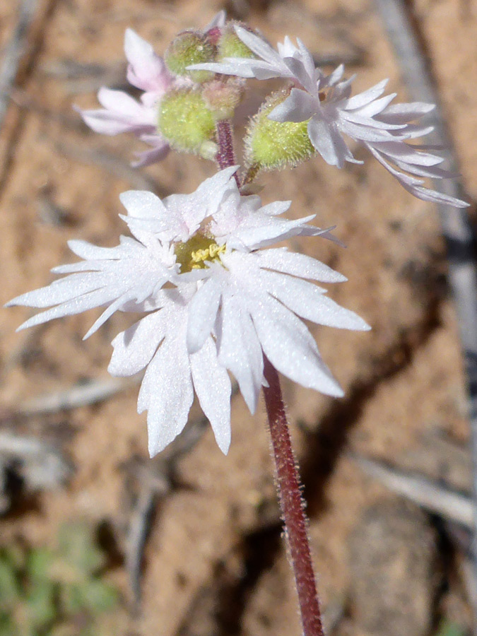 Lobed petals