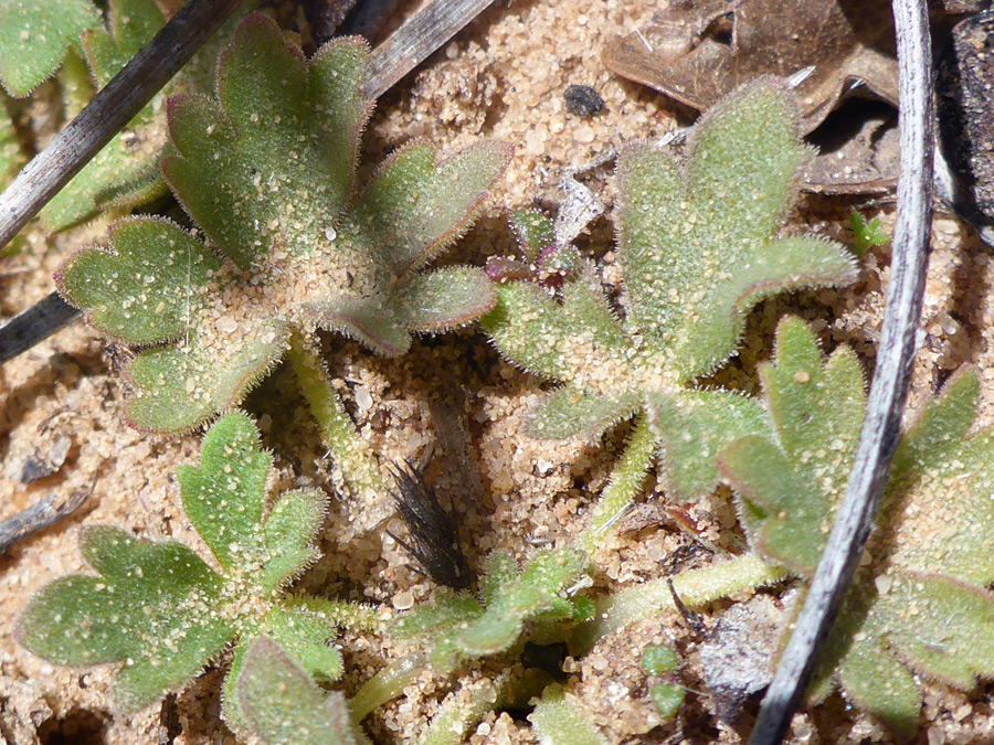 Lobed leaves