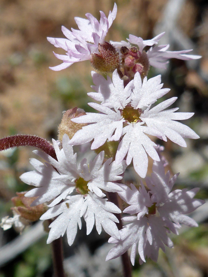 Group of flowers