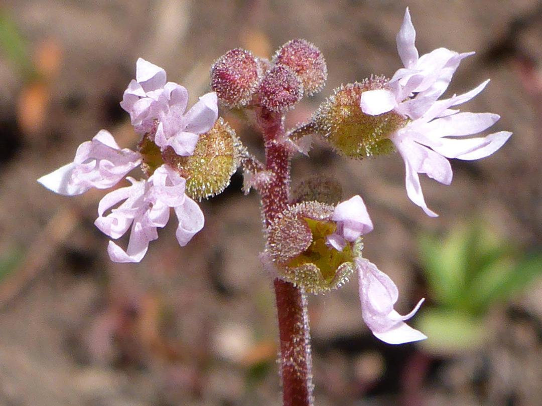 Flower cluster