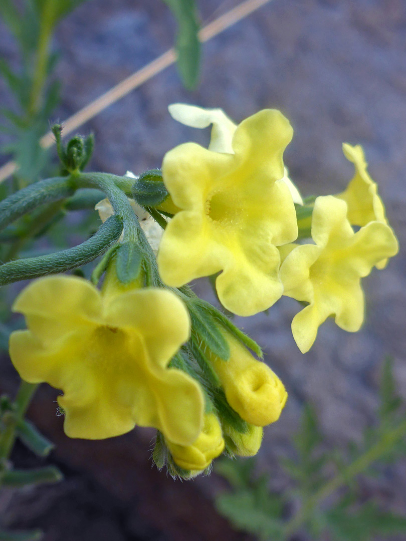 Pale yellow flowers