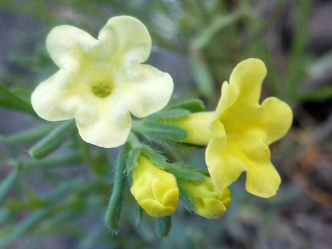 Buds and flowers