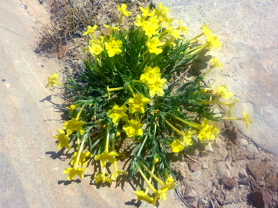 Yellow flowers