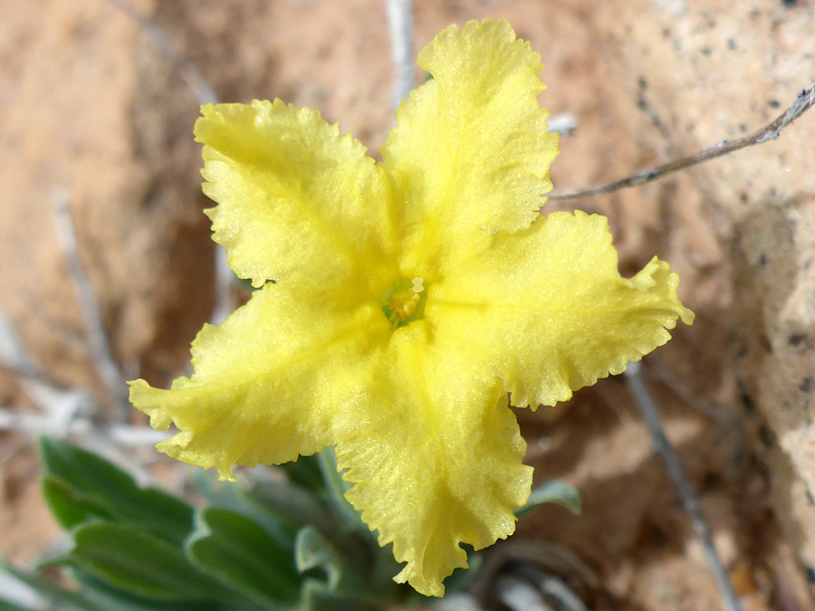 Fringed yellow petals