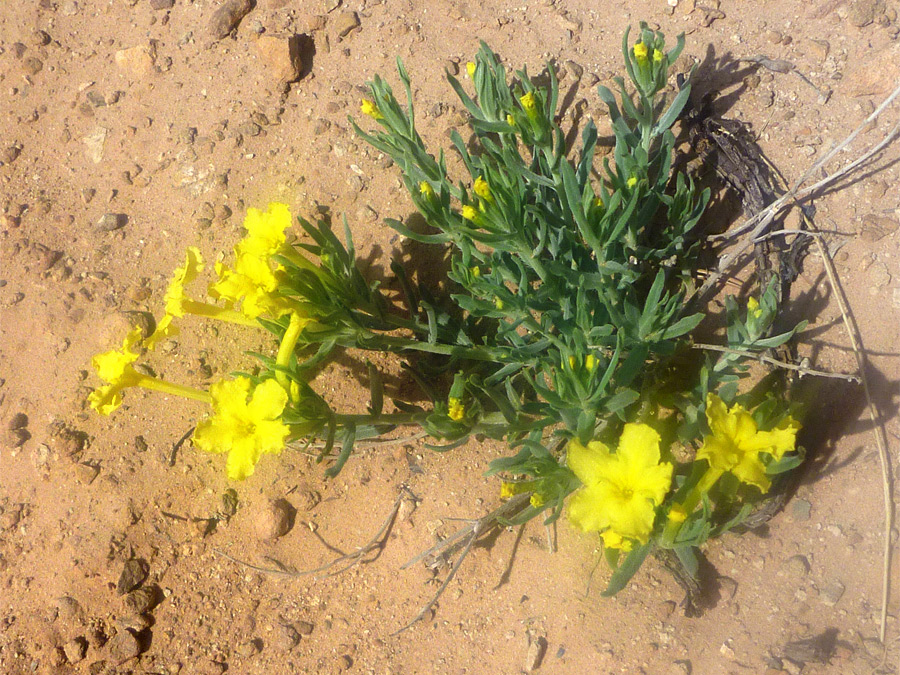 Trumpet-shaped flowers