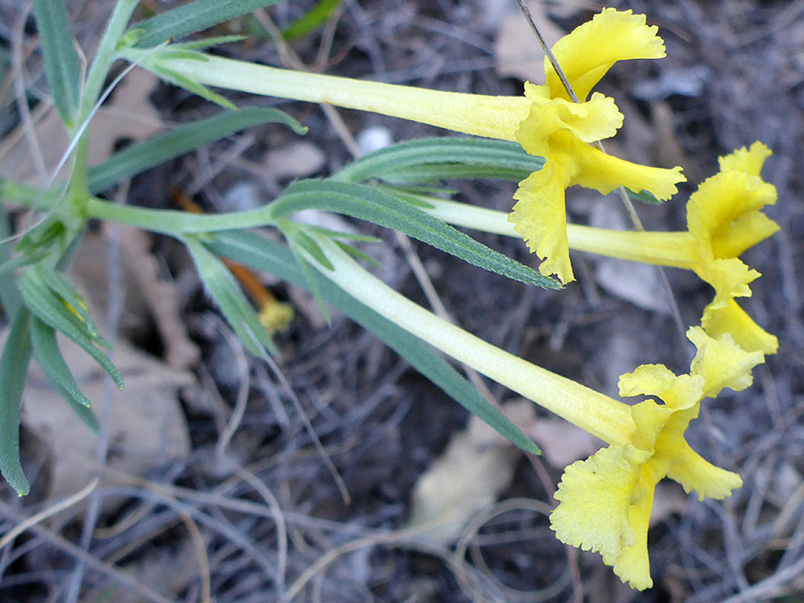 Three yellow flowers