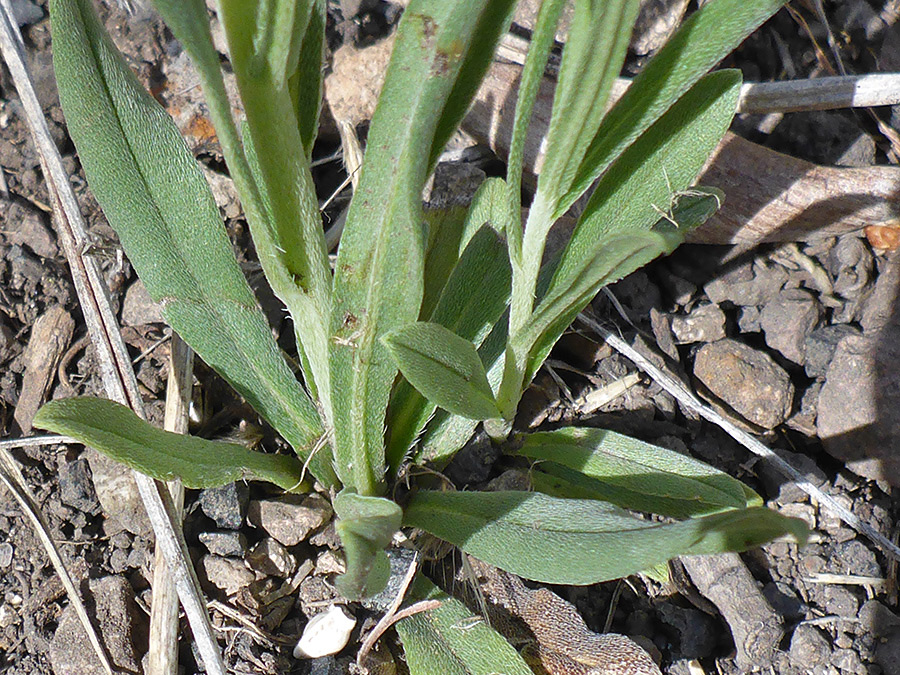 Basal leaves