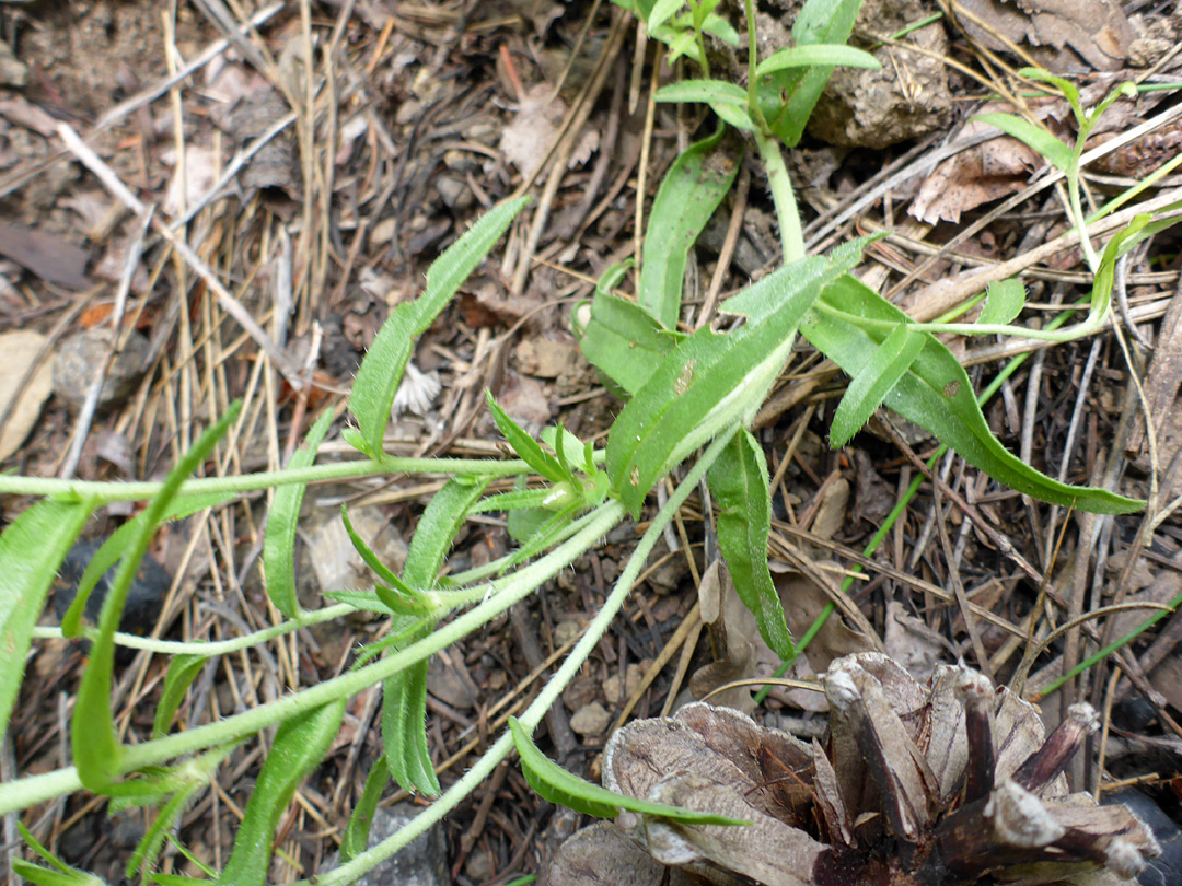 Leaves and stem