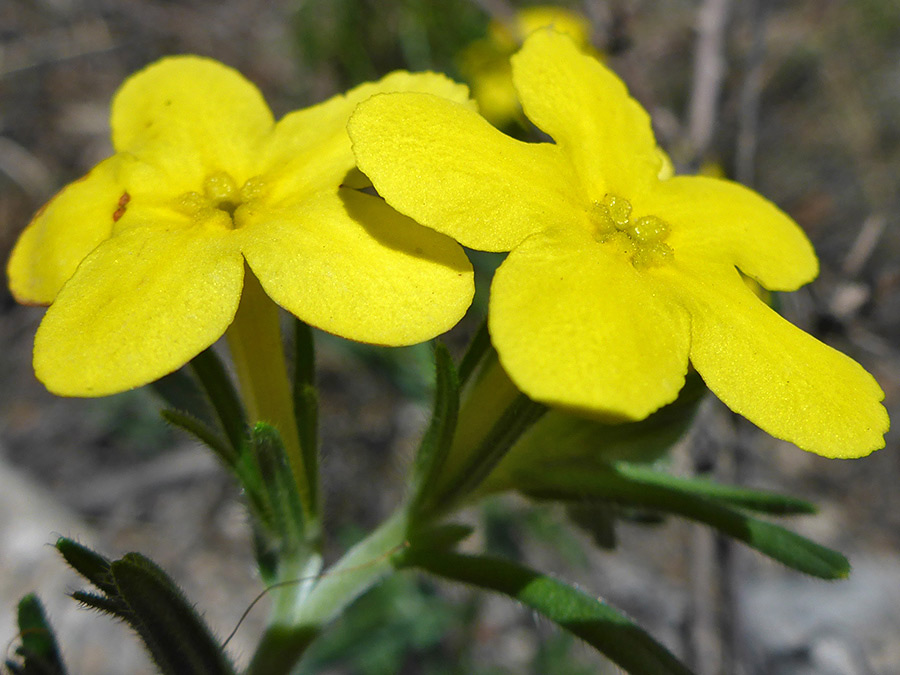 Two yellow flowers