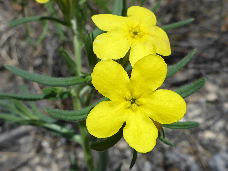 Flowers and upper stem leaves