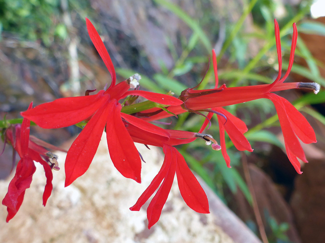 Red flowers