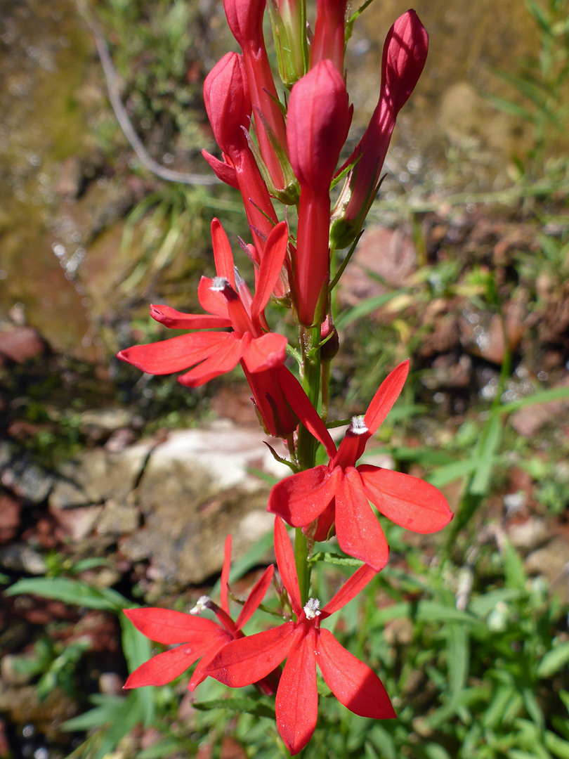 Elongated inflorescence