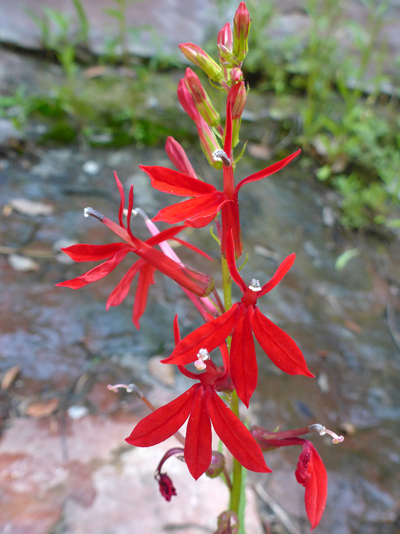 Vertical flower cluster