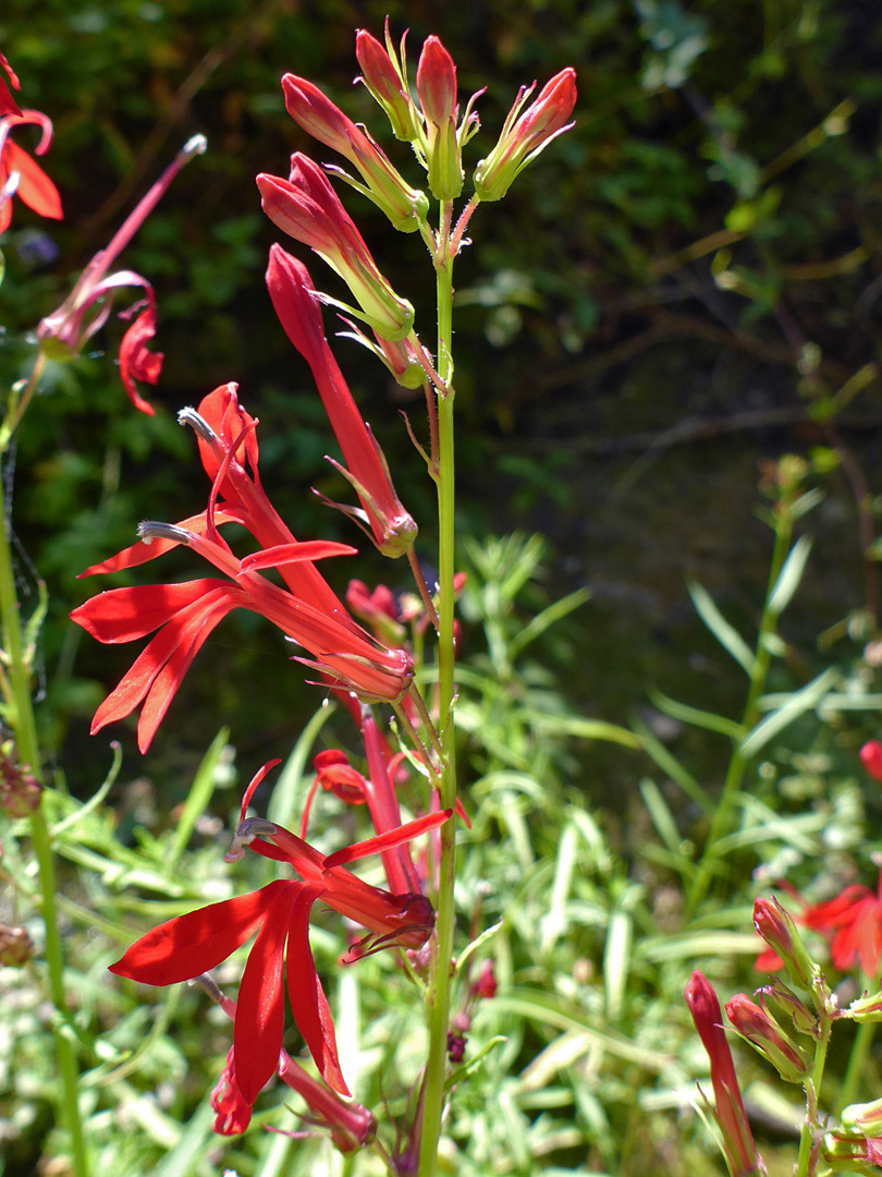 Flowering stem