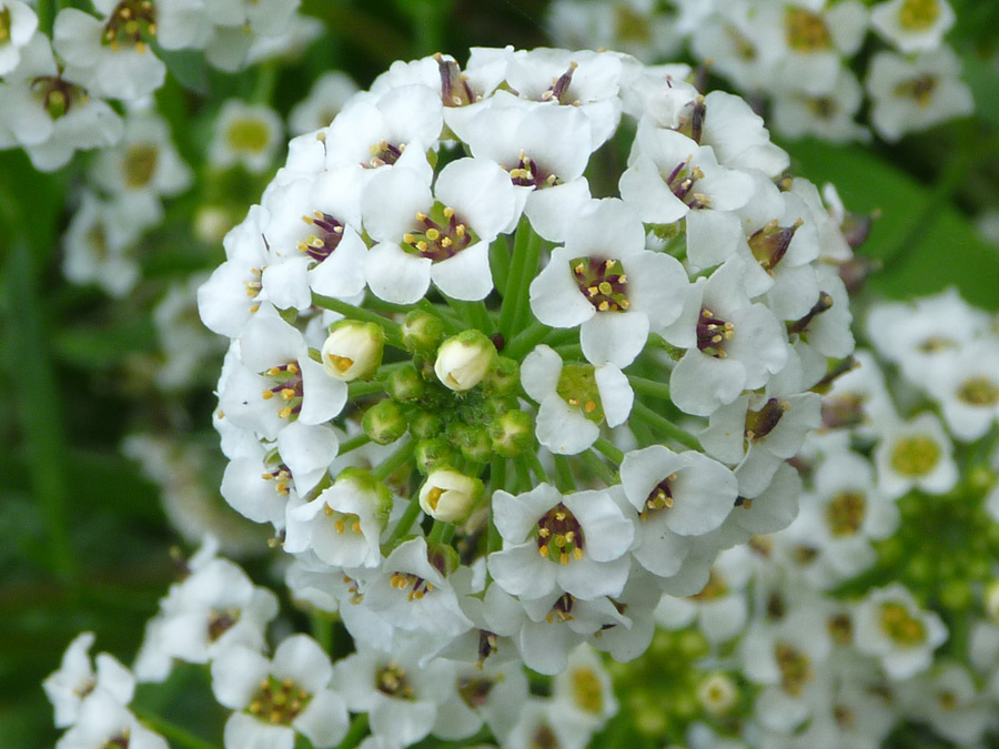 Spherical flower cluster