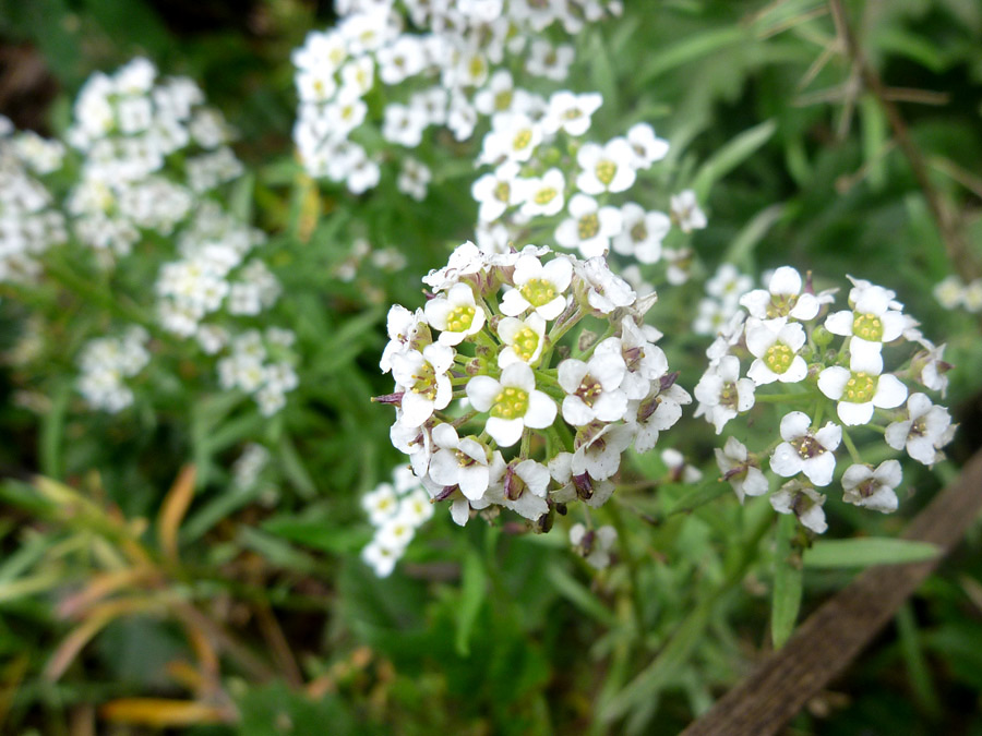 Mature flowers