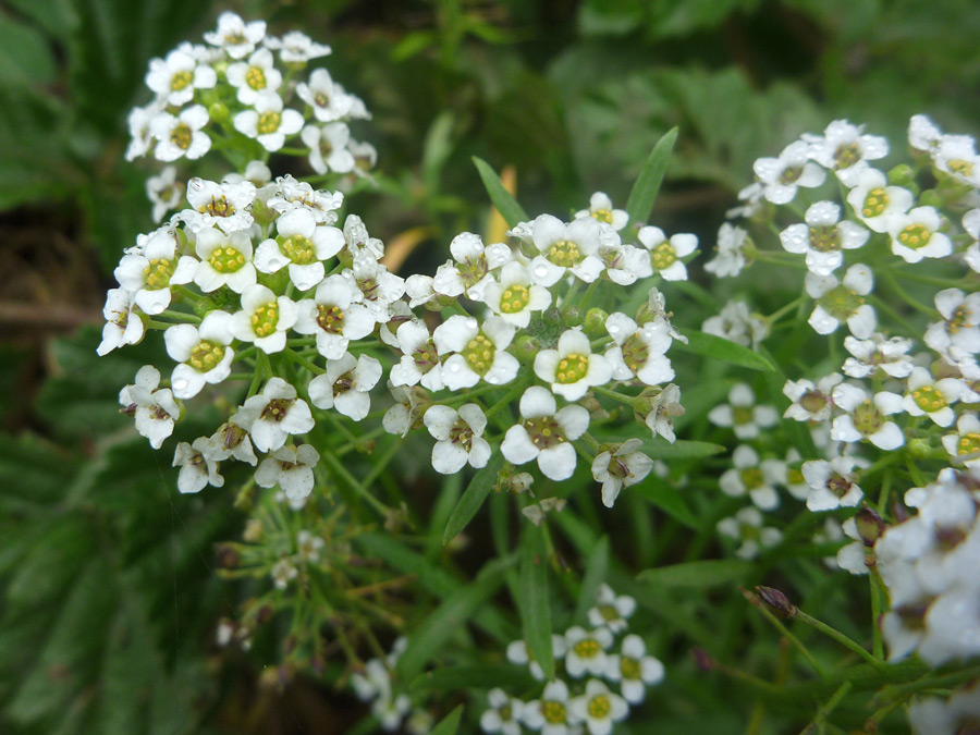 Flower clusters