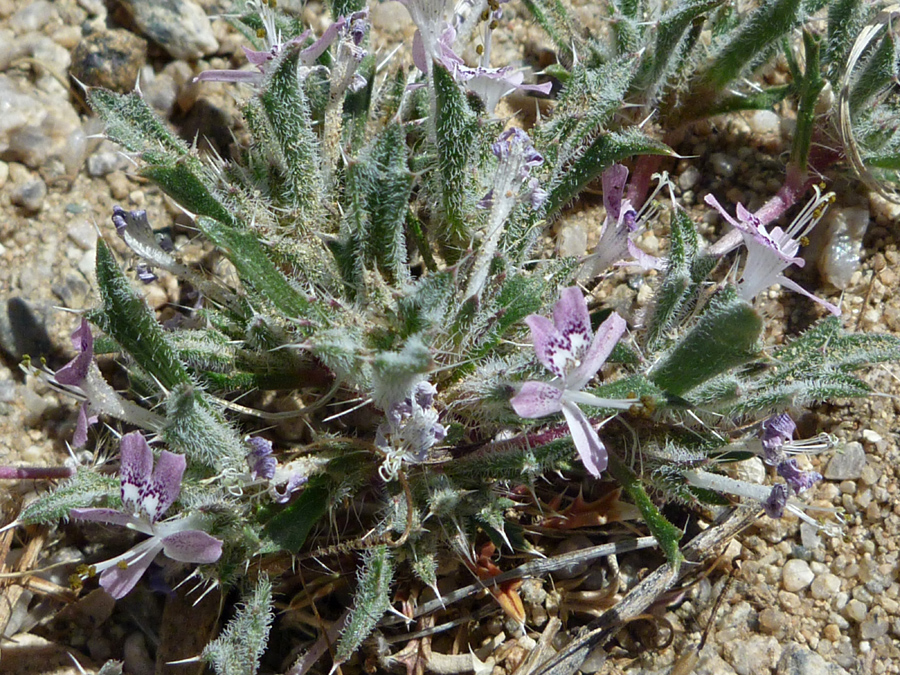 Hairy, thorned leaves