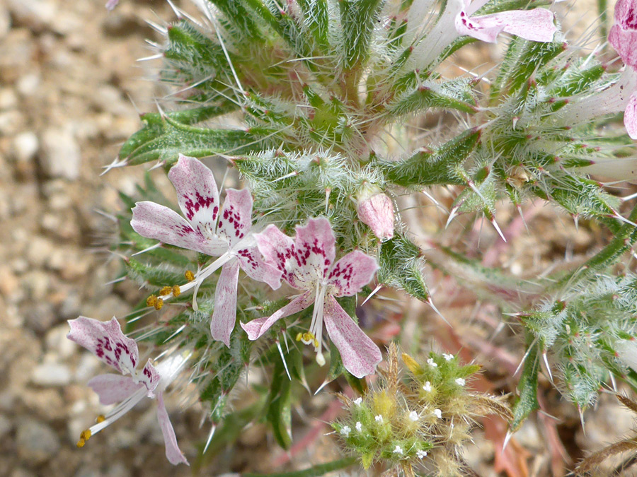 Spiny bracts