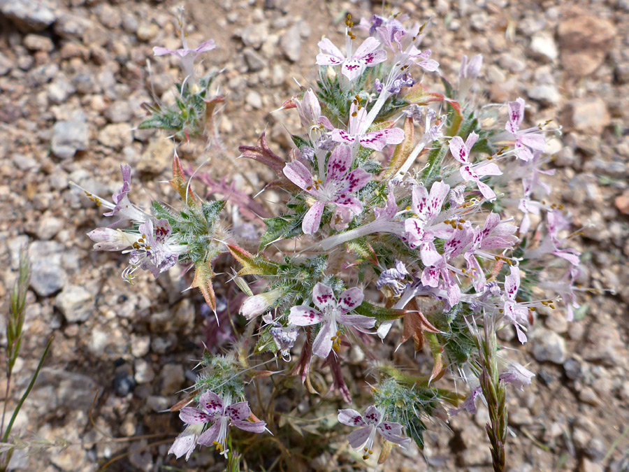 Flowers and bracts