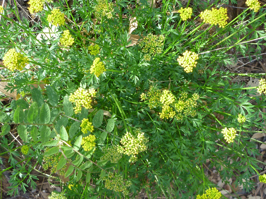 Flowers and leaves