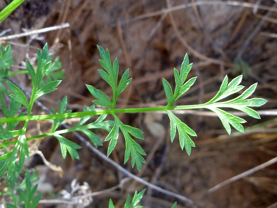 Lobed, divided leaf