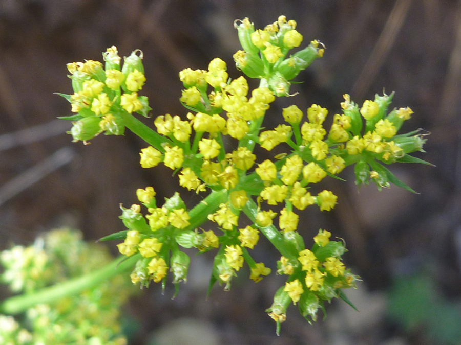 Flower cluster