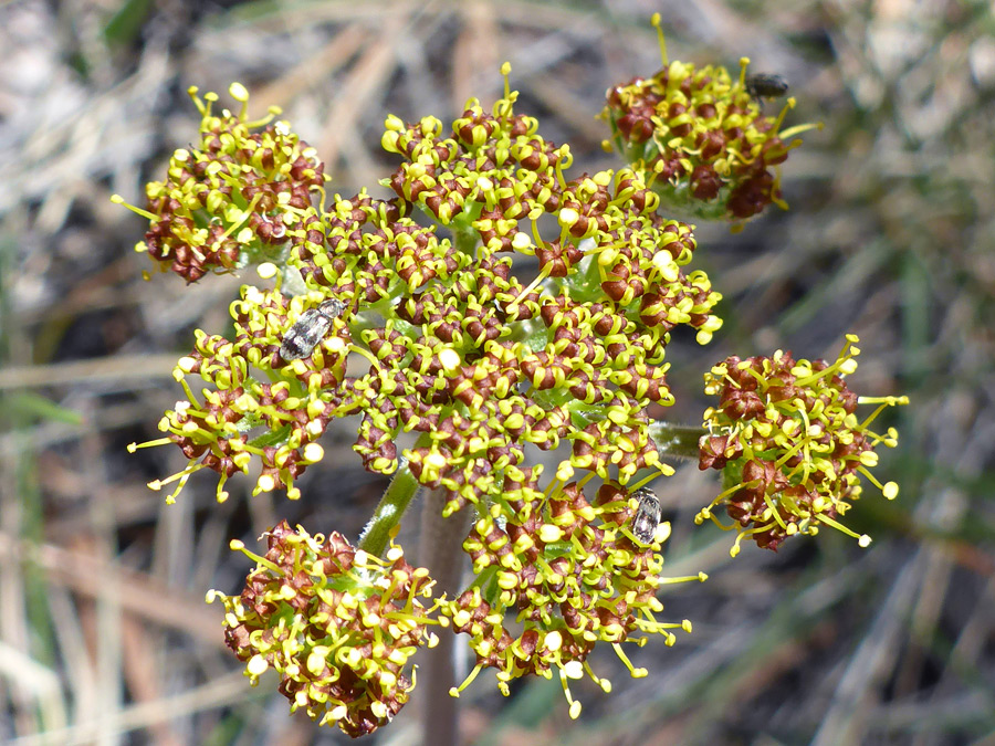 Withering flowers