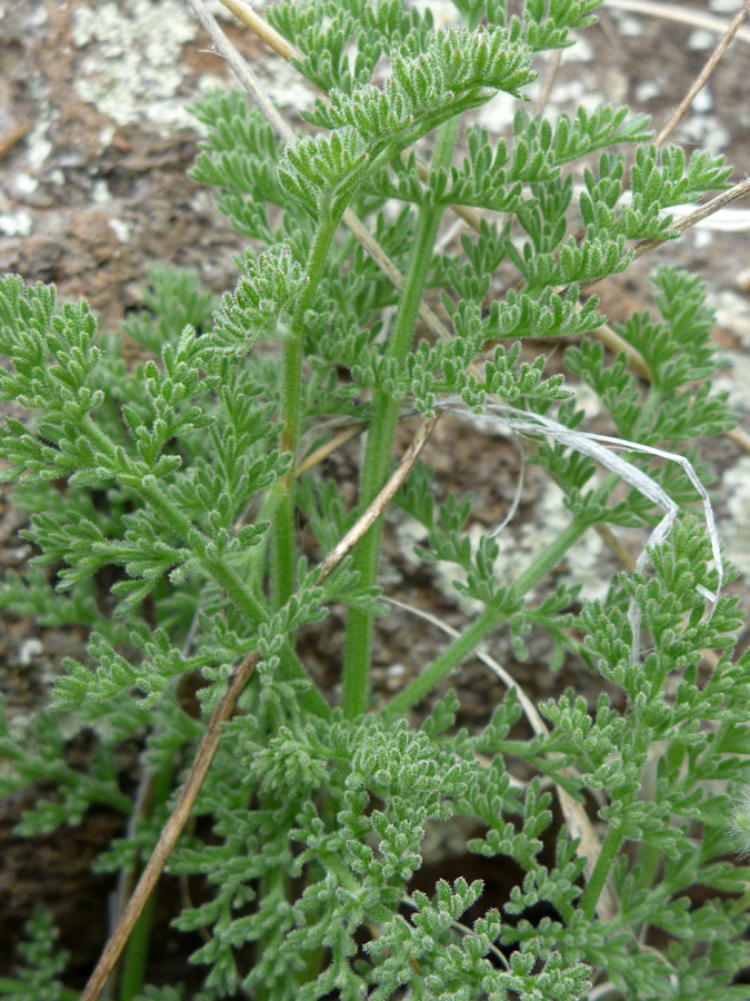 Finely divided leaves