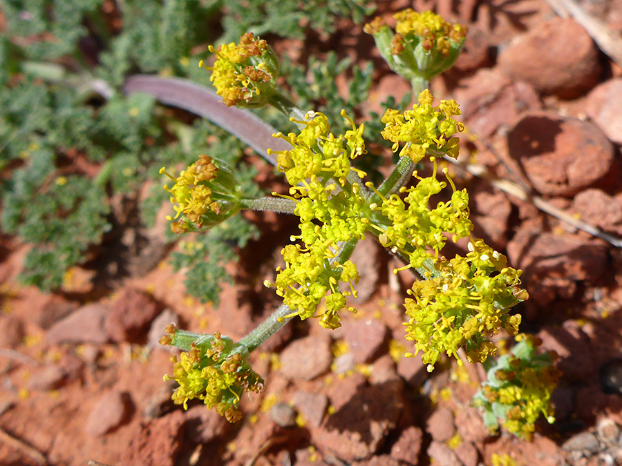 Tiny yellow flowers