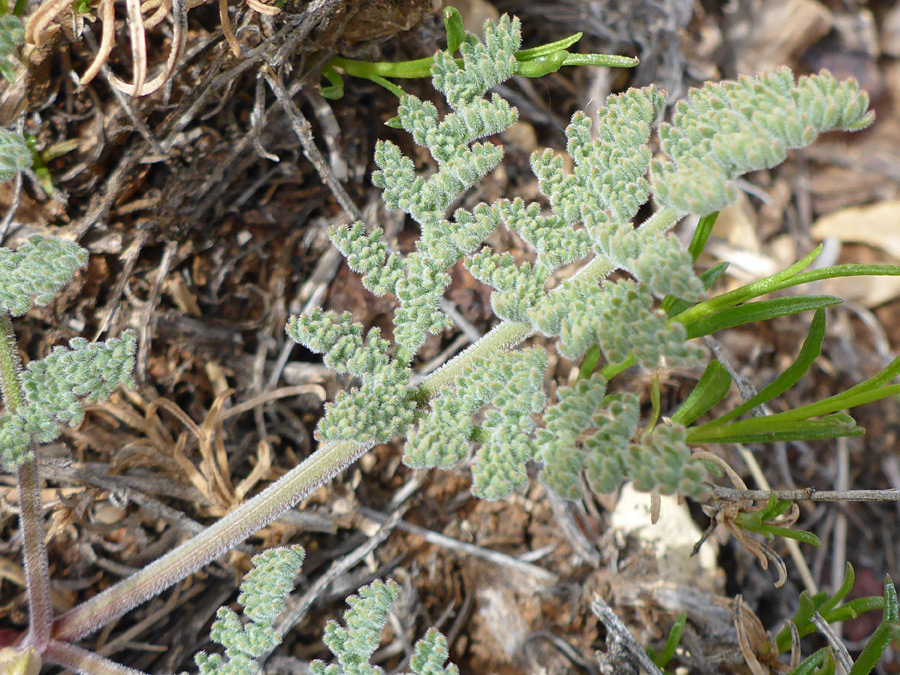 Hairy stem and leaves