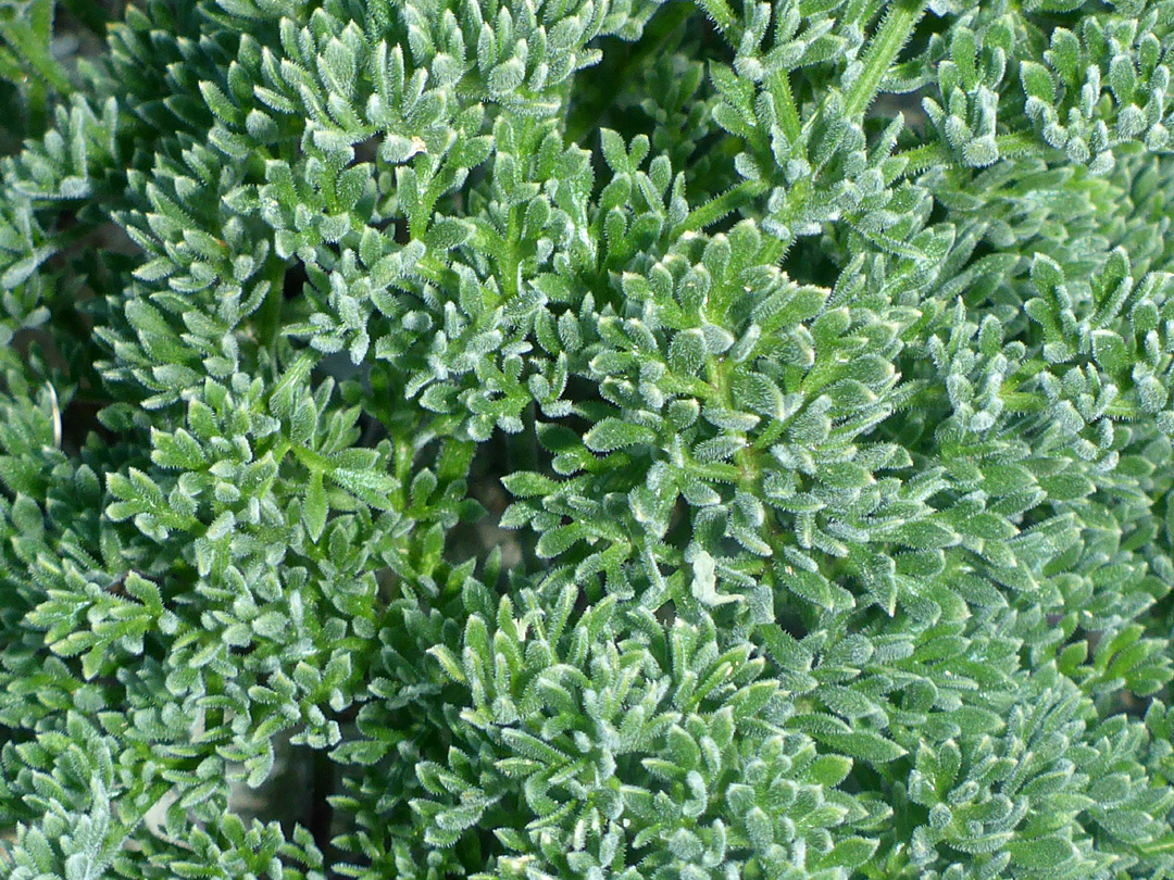 Finely-divided leaves