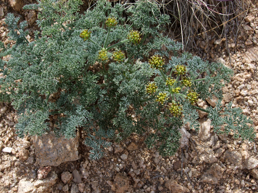 Two flower stalks