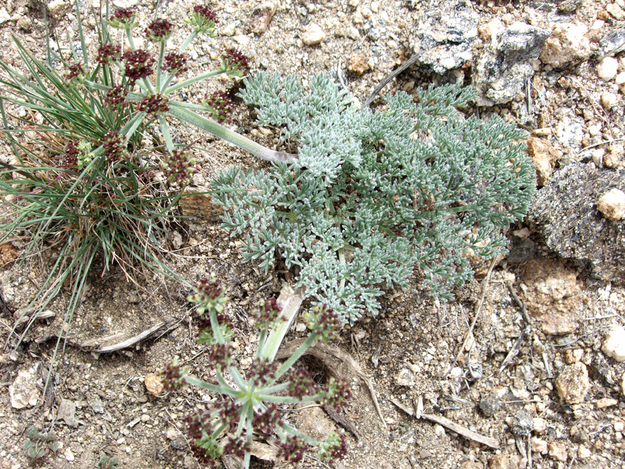 Grey-green leaves