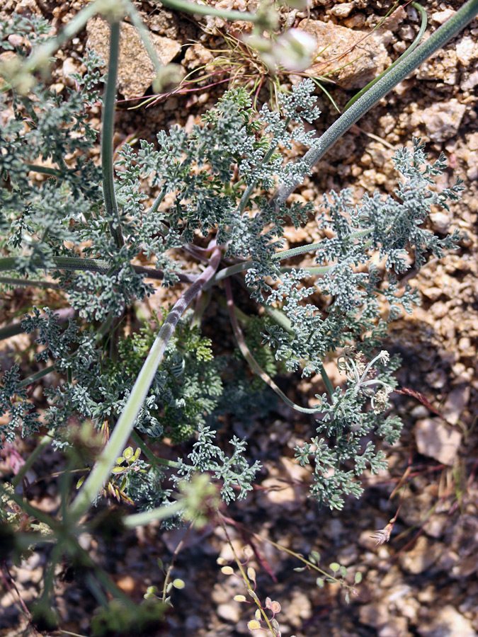 Stems and leaves