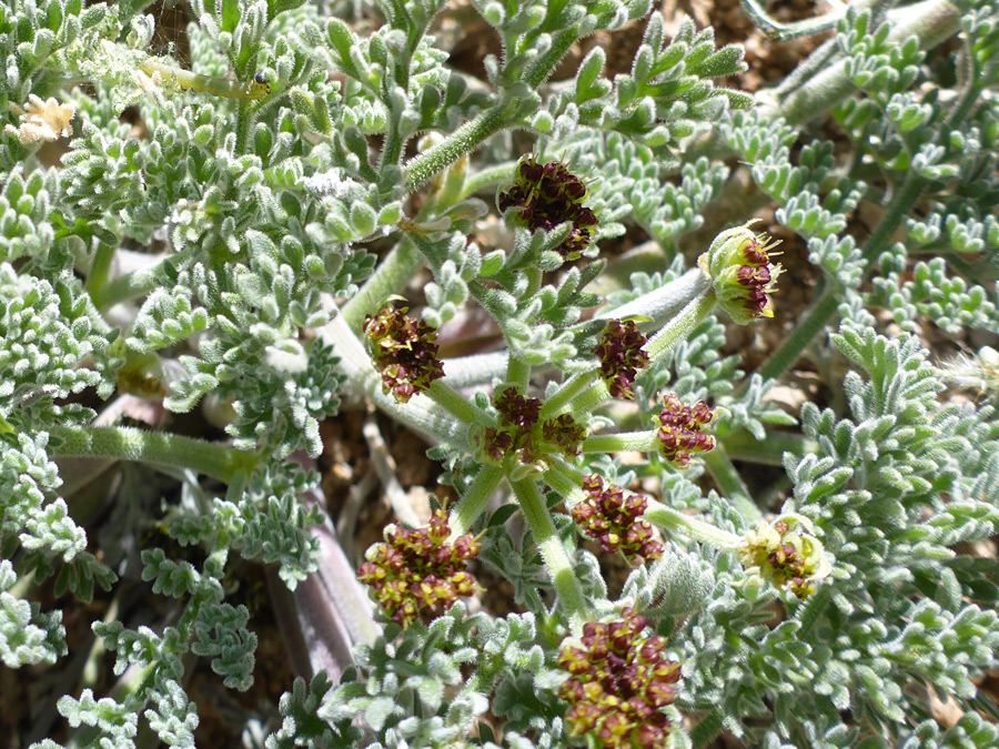 Flowers and leaves