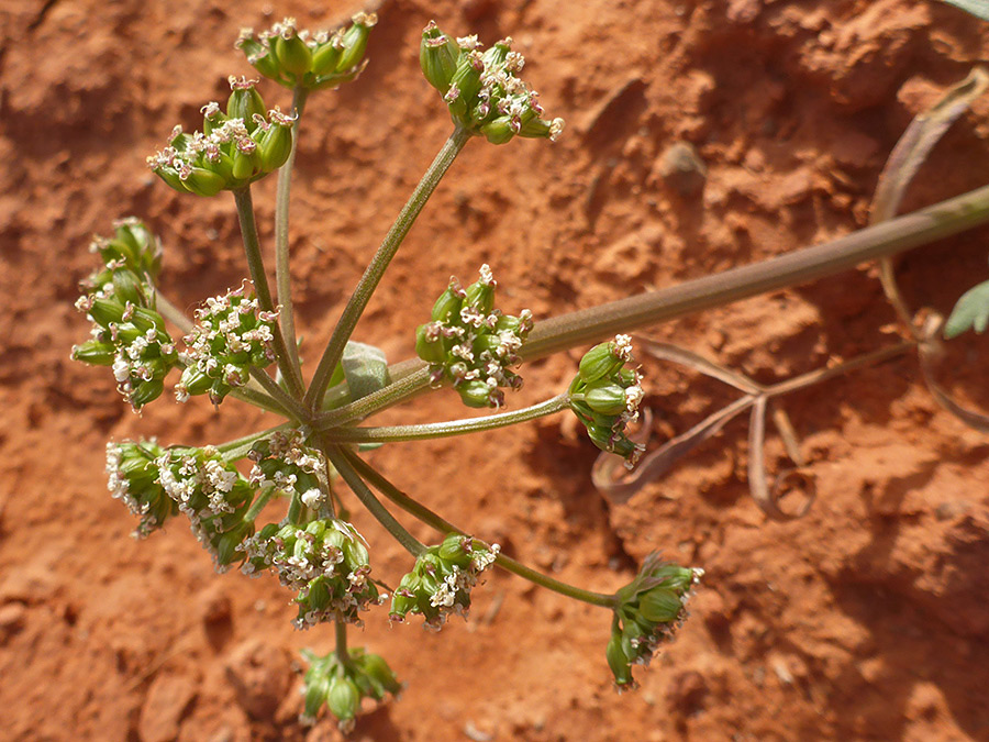 Cluster after flowering