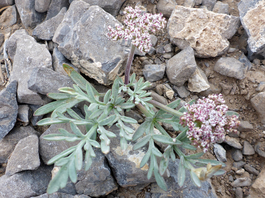 Two flowering stems