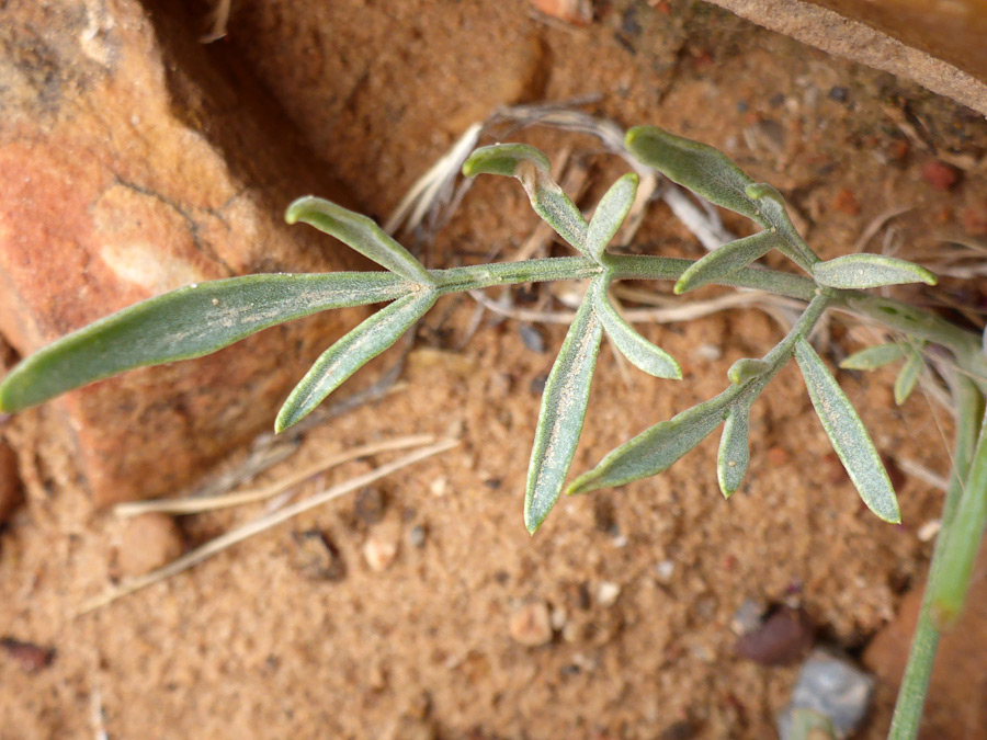 Lobed leaf