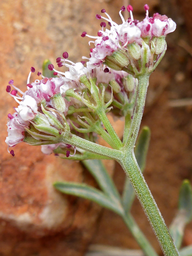 Hairy stem and pedicels