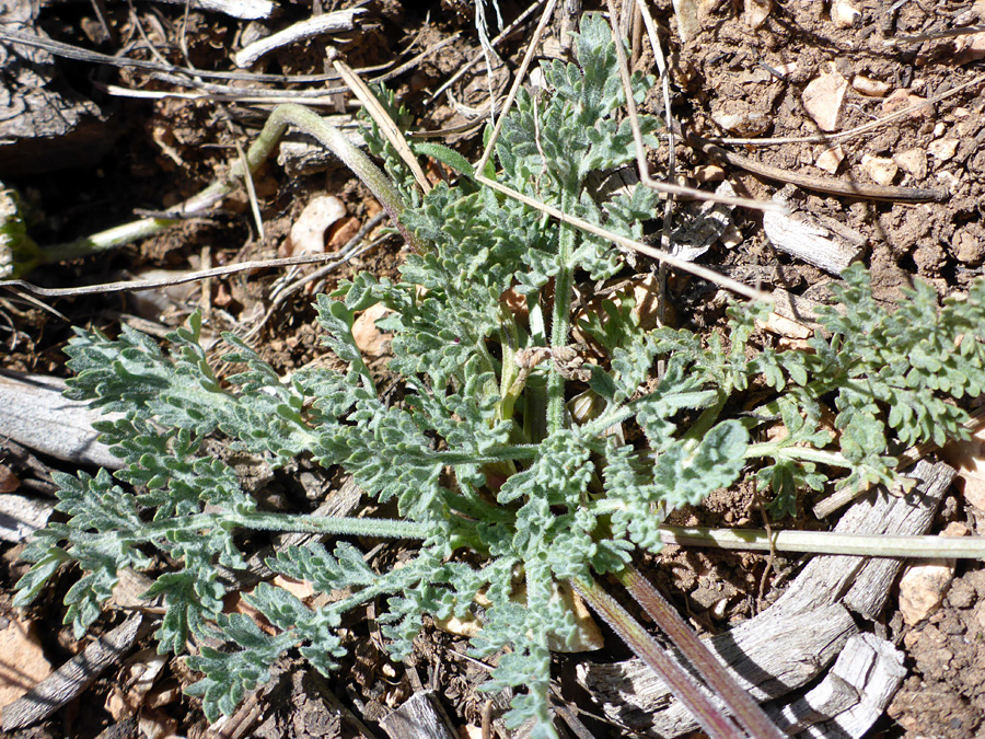 Stems and leaves