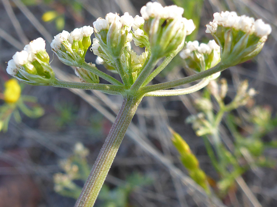 Hairy stalk