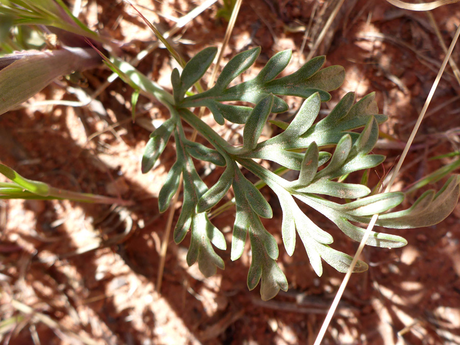 Compound leaf