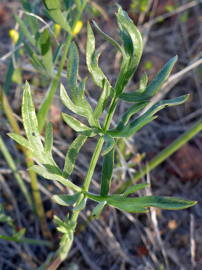 Lobed leaves