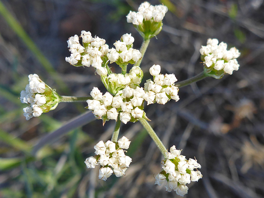 Tiny white flowers