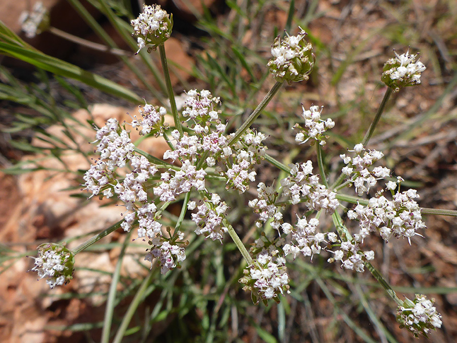 Withering flowers