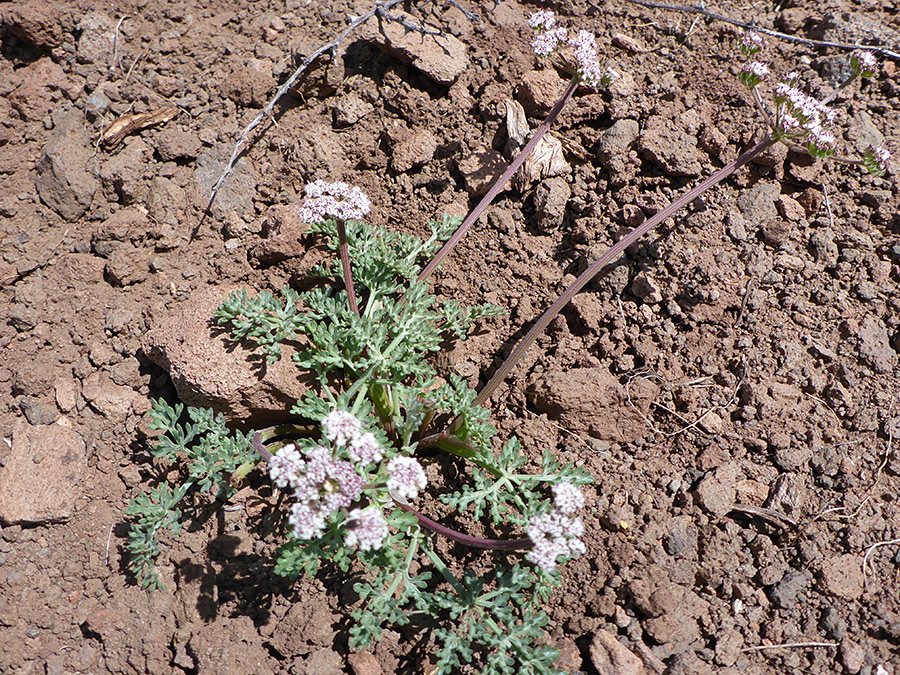 Long flower stalks