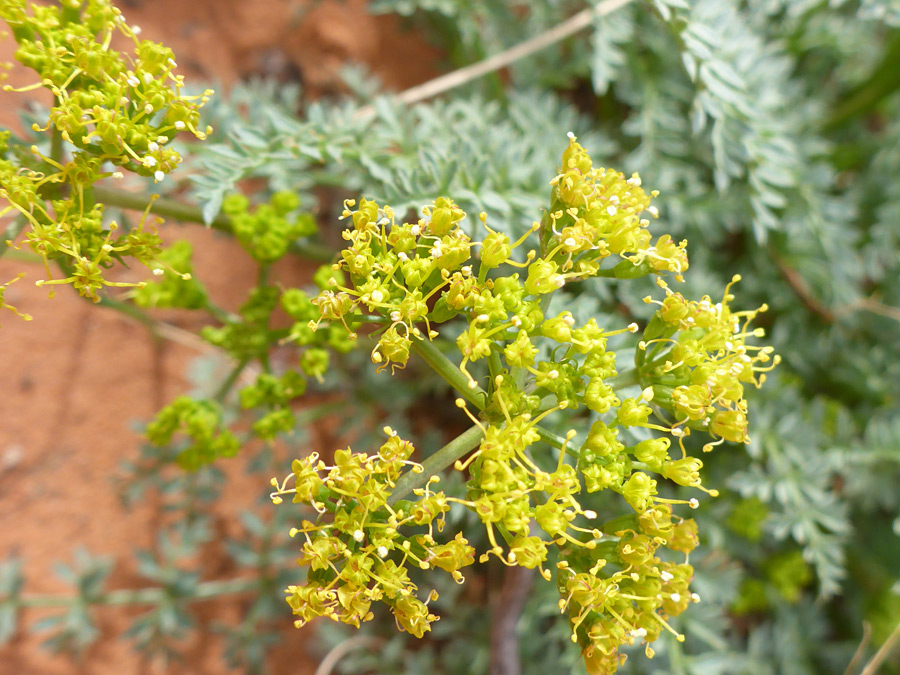 Protruding stamens